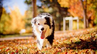 Animals leaves dogs pets wallpaper