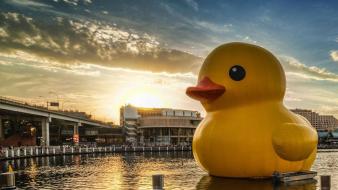 Australia sydney boats ducks rubber wallpaper