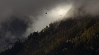 Birds fog forests landscapes mountains wallpaper
