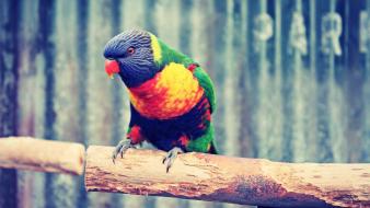 Birds parrots web wallpaper