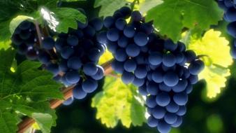 Blurred fruits grapes leaves wallpaper