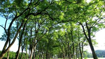 Branches green roads trees wallpaper
