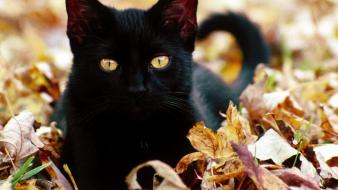 Cats animals black cat