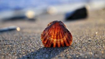 Close-up sand shells sunlight macro seashells beach wallpaper
