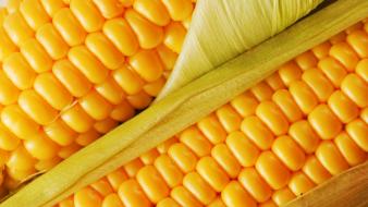 Corn food macro vegetables wallpaper