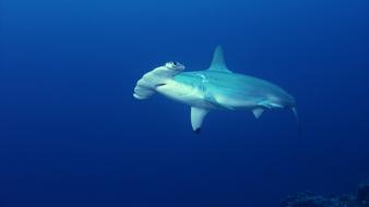 Costa rica hammerhead shark ocean sharks underwater wallpaper