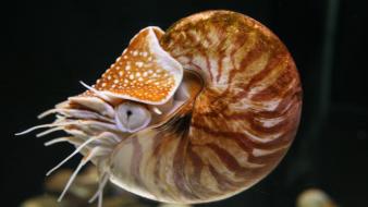 Fibonacci golden ratio nautilus shells spirals wallpaper