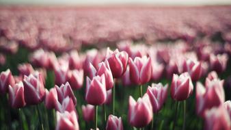 Fields flowers pink tulips wallpaper