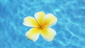 Floating flowers plumeria water wallpaper
