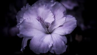 Flowers hibiscus macro nature