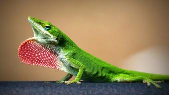Green nature animals lizards dots reptiles wallpaper