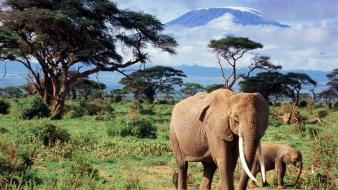 Landscapes animals elephants baby wallpaper