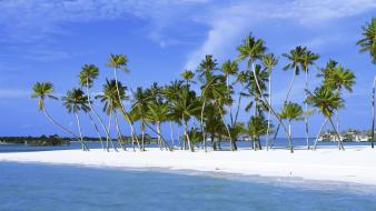 Maldives beaches islands palm trees wallpaper