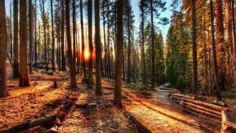 Nature sun trees forests outdoors wallpaper