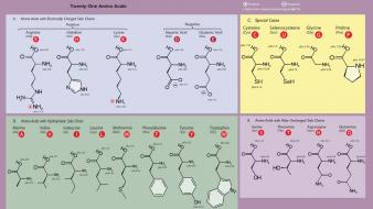 Protein amino acids wallpaper