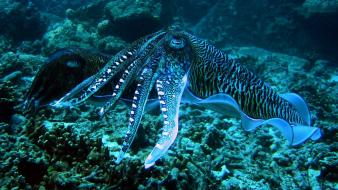 Thailand animals cuttlefish sea anemones wallpaper