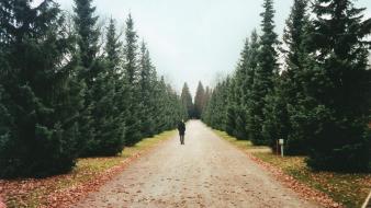 Trees autumn roads fallen leaves pine wallpaper