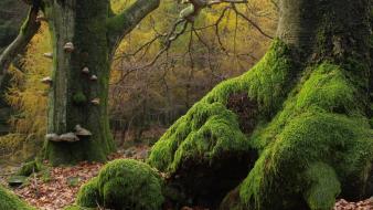 Trees forests moss wallpaper