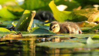 Water birds ducks ponds duckling lily pads baby wallpaper