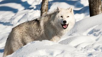 Winter snow wolves wallpaper