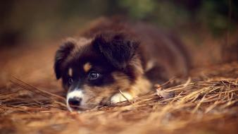 Animals dogs puppies australian shepherds