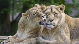 Animals licking lions wallpaper
