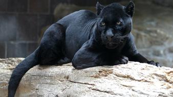 Animals panthers wallpaper