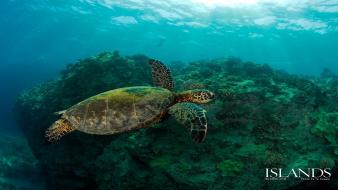 Animals turtles wallpaper