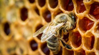 Bees honey honeycomb insects macro wallpaper