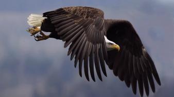 Birds animals eagles bald