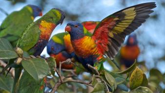 Birds multicolor parrots rainbow lorikeet wallpaper