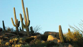 Cactus nature wallpaper