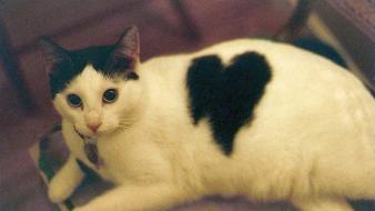 Cats animals hearts pets domestic cat heart symbol wallpaper