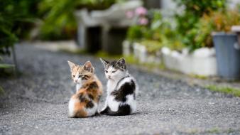 Cats animals kittens wallpaper