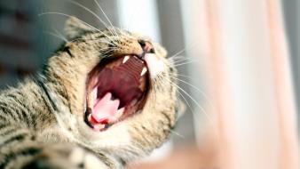 Cats animals open mouth wallpaper