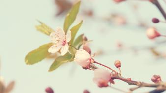 Cherry blossoms plants warm colors