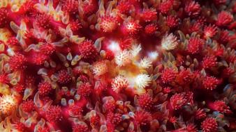 Close-up animals starfish macro underwater alexander semenov wallpaper