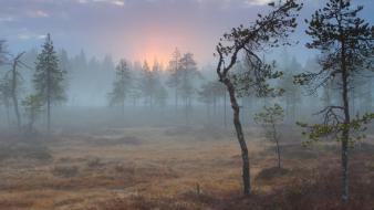 Finland national geographic fog nature swamps wallpaper
