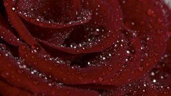 Flowers macro red roses water drops wallpaper