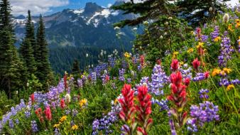 Flowers mountains trees wallpaper