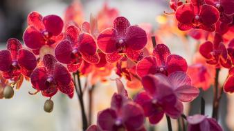 Flowers orchids wallpaper