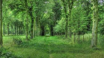 Forests grass green landscapes nature wallpaper