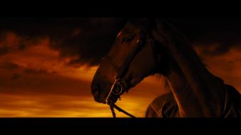 Movies screenshots horses war horse wallpaper