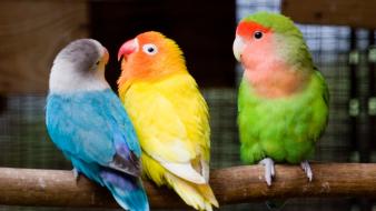 Multicolor birds animals love bird wallpaper