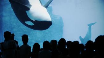 Nature crowd aquarium swallow killer whales wallpaper