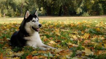 Siberian husky animals autumn leaves dogs fallen wallpaper