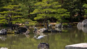 Water nature trees rocks japanese gardens herons wallpaper