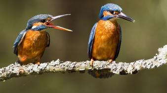 Animals birds kingfisher wallpaper