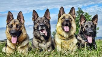 Animals dogs german shepherd wallpaper
