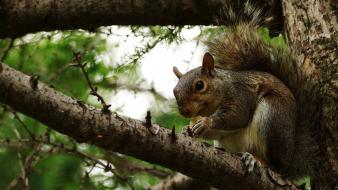 Animals eating nature squirrels wallpaper